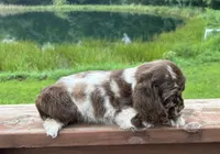 Charlie, a male Cocker Spaniel for sale in Williamsburg, MO – 3 of 4