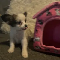 Whitney, a female Papillon for sale in Williamsburg, MO – 5 of 8