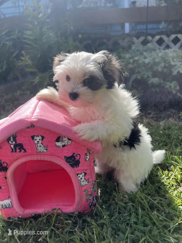 Cinder – Morkie puppy for sale in Williamsburg, MO