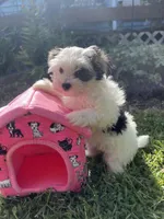 Cinder, a male Morkie for sale in Williamsburg, MO – 1 of 7