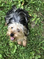 Dutchess, a female Yorkshire Terrier for sale in Williamsburg, MO – 6 of 6
