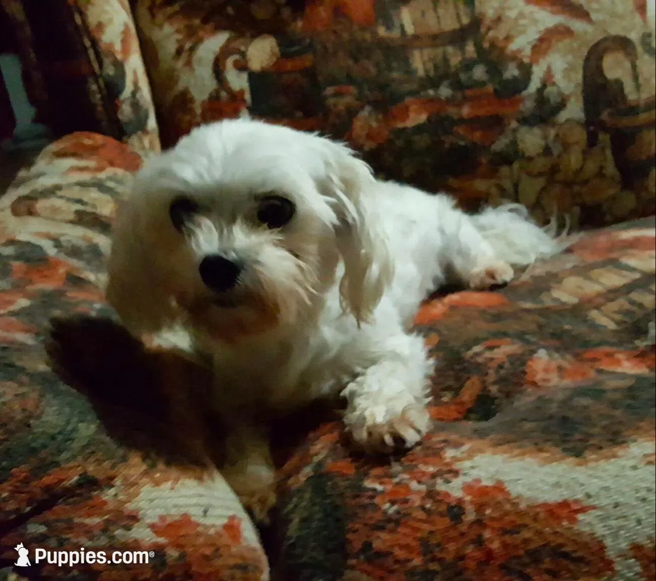 Tiney, a female Maltipoo for sale in Williamsburg, MO – Photo 7 of 7