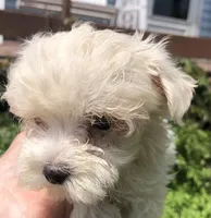 Tiney, a female Maltipoo for sale in Williamsburg, MO – Photo 3 of 7
