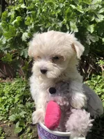 Tiney, a female Maltipoo for sale in Williamsburg, MO – Photo 2 of 7