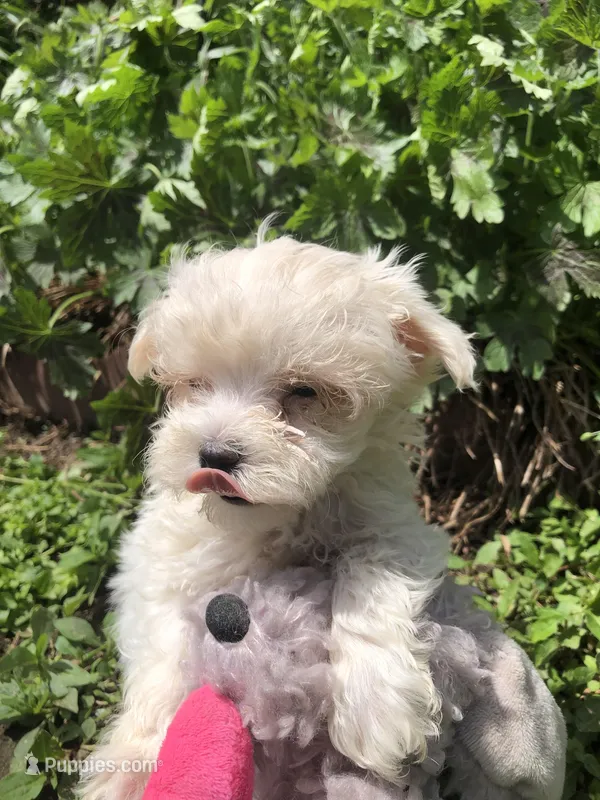 Tiney – Maltipoo puppy for sale in Williamsburg, MO