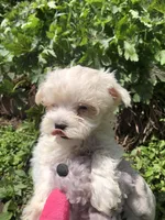 Tiney, a female Maltipoo for sale in Williamsburg, MO – Photo 1 of 7