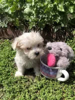 Tiney, a female Maltipoo for sale in Williamsburg, MO – Photo 5 of 7