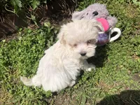Tiney, a female Maltipoo for sale in Williamsburg, MO – Photo 4 of 7