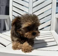 Tommy, a male Yorkipoo for sale in Williamsburg, MO – 2 of 6