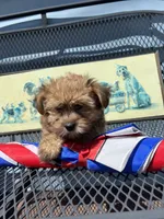Tara, a female Yorkipoo for sale in Williamsburg, MO – 2 of 6
