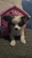 Whitney, a female Papillon for sale in Williamsburg, MO – 4 of 8