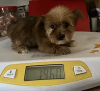Sable, a male Yorkshire Terrier for sale in Williamsburg, MO – 2 of 7