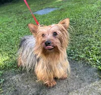 Moose, a male Yorkshire Terrier for sale in Williamsburg, MO – 5 of 5