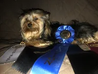 Dutchess, a female Yorkshire Terrier for sale in Williamsburg, MO – 5 of 6