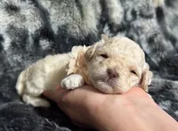 Peaches , a female Poodle - Toy  for sale in Campbellsville, KY – 4 of 8