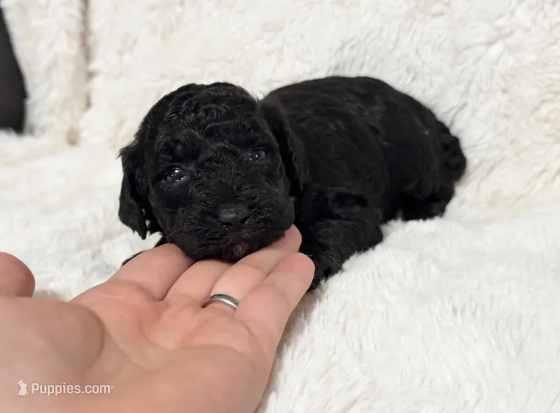 Nellie  – Poodle - Toy  puppy for sale in Campbellsville, KY