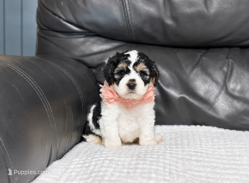 Ensley  – Cavapoo puppy for sale in Campbellsville, KY