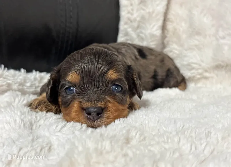 Dusty Dream – Cavapoo puppy for sale in Campbellsville, KY