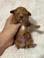 Atlas , a male Cavapoo for sale in Campbellsville, KY – 5 of 8