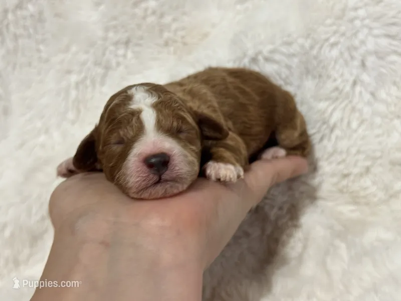 Teddy – Poodle - Toy  puppy for sale in Campbellsville, KY