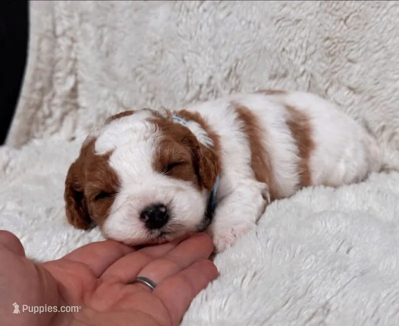 Cuddles – Cavapoo puppy for sale in Campbellsville, KY