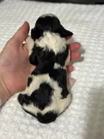 Maisie, a female Cavapoo for sale in Campbellsville, KY – Photo 6 of 6