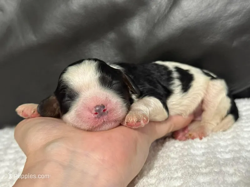 Maisie – Cavapoo puppy for sale in Campbellsville, KY