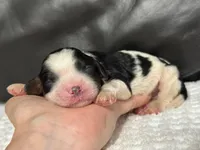 Maisie, a female Cavapoo for sale in Campbellsville, KY – Photo 4 of 6