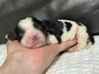 Maisie, a female Cavapoo for sale in Campbellsville, KY – Photo 5 of 6