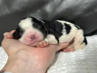 Maisie, a female Cavapoo for sale in Campbellsville, KY – Photo 2 of 6