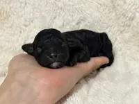 Muffin, a female Poodle - Toy  for sale in Campbellsville, KY – Photo 5 of 5