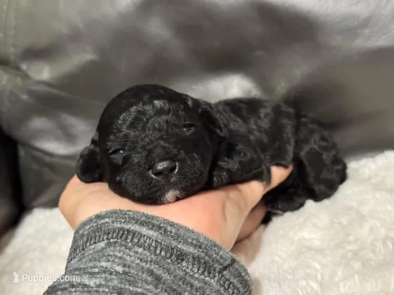 Muffin – Poodle - Toy  puppy for sale in Campbellsville, KY