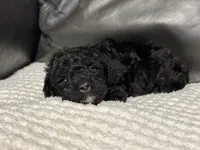Muffin, a female Poodle - Toy  for sale in Campbellsville, KY – Photo 5 of 6