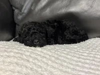 Muffin, a female Poodle - Toy  for sale in Campbellsville, KY – Photo 6 of 6