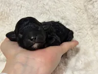 Muffin, a female Poodle - Toy  for sale in Campbellsville, KY – Photo 2 of 5