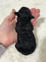 Muffin, a female Poodle - Toy  for sale in Campbellsville, KY – Photo 3 of 5