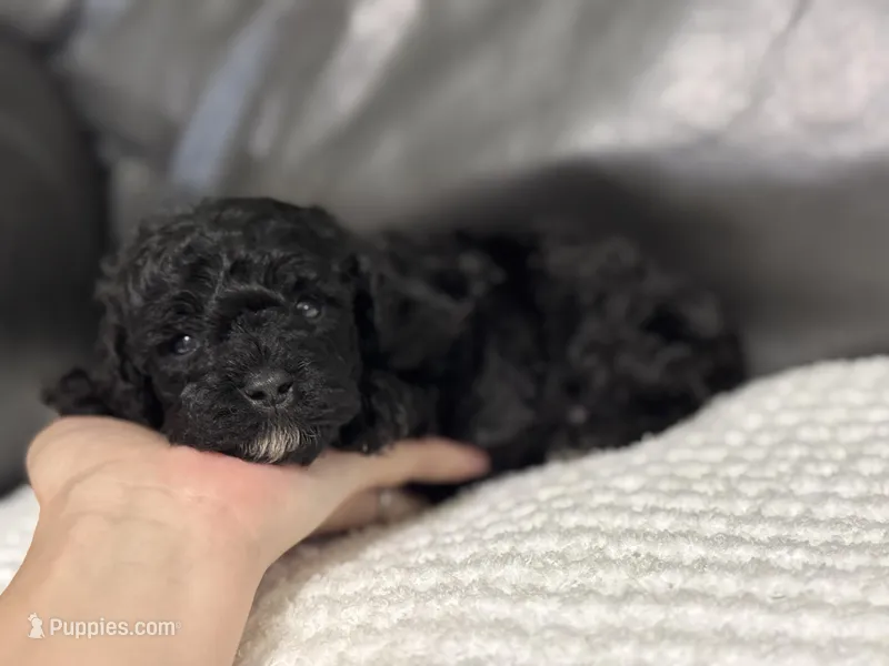 Muffin – Poodle - Toy  puppy for sale in Campbellsville, KY