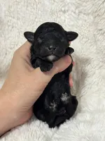 Muffin, a female Poodle - Toy  for sale in Campbellsville, KY – Photo 4 of 5