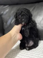 Muffin, a female Poodle - Toy  for sale in Campbellsville, KY – Photo 2 of 6