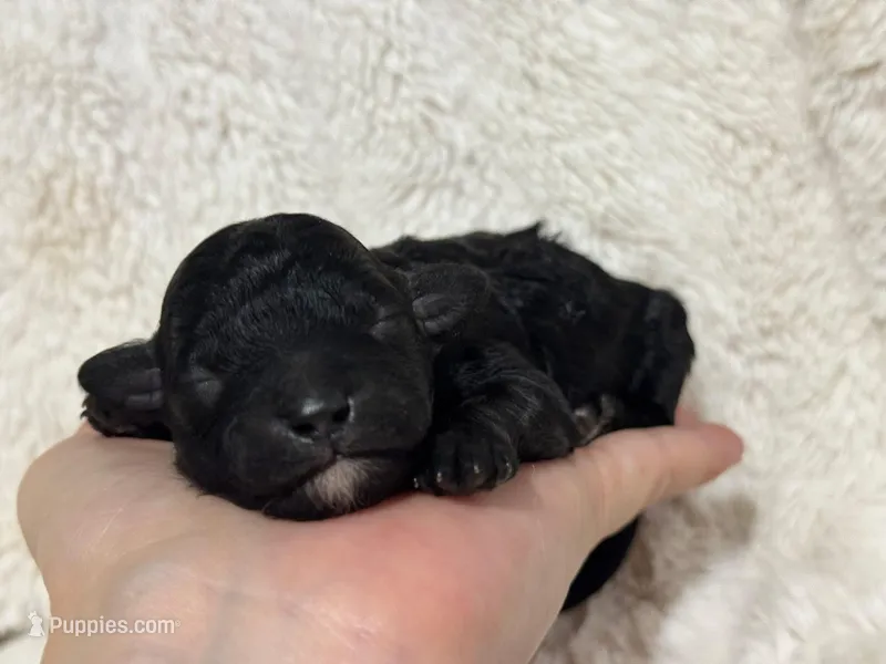 Muffin – Poodle - Toy  puppy for sale in Campbellsville, KY