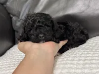 Muffin, a female Poodle - Toy  for sale in Campbellsville, KY – Photo 3 of 6