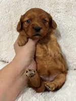 Rosa, a female Cavapoo for sale in Campbellsville, KY – Photo 5 of 5