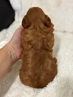 Rosa, a female Cavapoo for sale in Campbellsville, KY – Photo 3 of 5