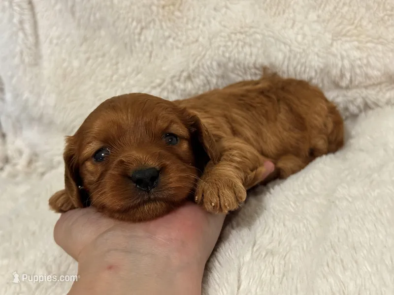 Rosa – Cavapoo puppy for sale in Campbellsville, KY