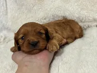 Rosa, a female Cavapoo for sale in Campbellsville, KY – Photo 4 of 5