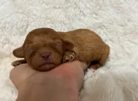 Amigo, a male Cavapoo for sale in Campbellsville, KY – 2 of 6