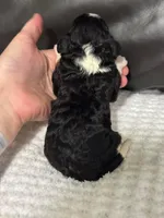 Mia, a female Cavapoo for sale in Campbellsville, KY – Photo 2 of 4