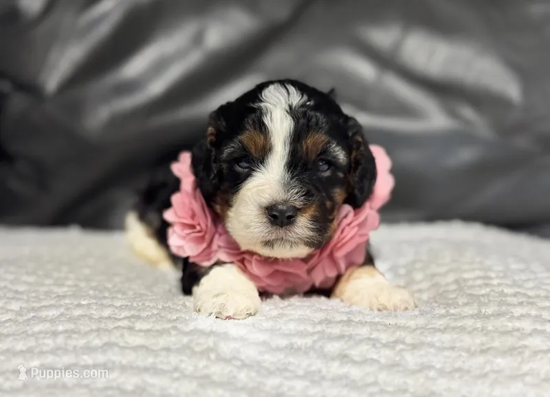 Mia – Cavapoo puppy for sale in Campbellsville, KY