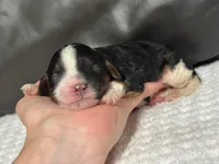 Mia, a female Cavapoo for sale in Campbellsville, KY – Photo 4 of 4