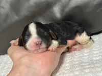 Mia, a female Cavapoo for sale in Campbellsville, KY – Photo 3 of 4